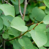 Saskatoon Serviceberry